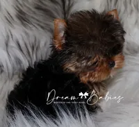 Rowen, a female Yorkshire Terrier for sale in Pflugerville, TX – Photo 2 of 5