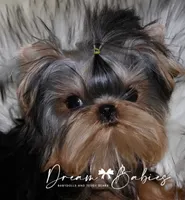 Waffles, a male Yorkshire Terrier for sale in Pflugerville, TX – 3 of 8