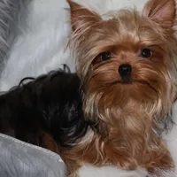 Arthur, a male Yorkshire Terrier for sale in Pflugerville, TX – Photo 1 of 10