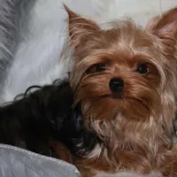 Arthur, a male Yorkshire Terrier for sale in Pflugerville, TX – Photo 9 of 10