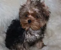 Arthur, a male Yorkshire Terrier for sale in Pflugerville, TX – Photo 2 of 9