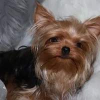 Arthur, a male Yorkshire Terrier for sale in Pflugerville, TX – Photo 5 of 10