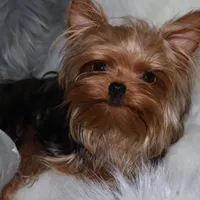 Arthur, a male Yorkshire Terrier for sale in Pflugerville, TX – Photo 4 of 10