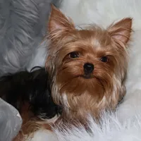 Arthur, a male Yorkshire Terrier for sale in Pflugerville, TX – Photo 6 of 10