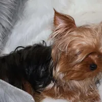 Arthur, a male Yorkshire Terrier for sale in Pflugerville, TX – Photo 3 of 10