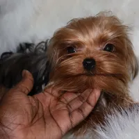 Arthur, a male Yorkshire Terrier for sale in Pflugerville, TX – Photo 2 of 10