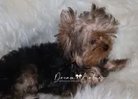 Arthur, a male Yorkshire Terrier for sale in Pflugerville, TX – Photo 4 of 9