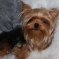 Arthur, a male Yorkshire Terrier for sale in Pflugerville, TX – Photo 8 of 10