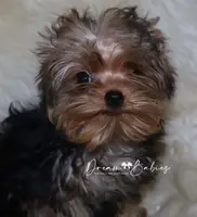 Arthur, a male Yorkshire Terrier for sale in Pflugerville, TX – Photo 6 of 9