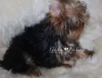 Arthur, a male Yorkshire Terrier for sale in Pflugerville, TX – Photo 7 of 9