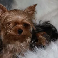 Arthur, a male Yorkshire Terrier for sale in Pflugerville, TX – Photo 10 of 10