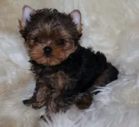 Arthur, a male Yorkshire Terrier for sale in Pflugerville, TX – Photo 9 of 9