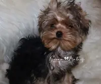 Arthur, a male Yorkshire Terrier for sale in Pflugerville, TX – Photo 1 of 9