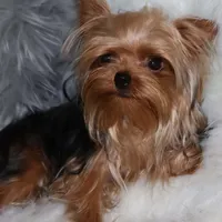 Arthur, a male Yorkshire Terrier for sale in Pflugerville, TX – Photo 7 of 10