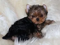 Arthur, a male Yorkshire Terrier for sale in Pflugerville, TX – Photo 8 of 9