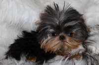 Waffles, a male Yorkshire Terrier for sale in Pflugerville, TX – 7 of 8