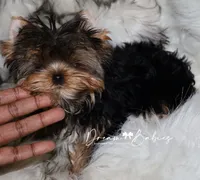 Maeve, a female Yorkshire Terrier for sale in Pflugerville, TX – 2 of 10