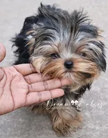 Maeve, a female Yorkshire Terrier for sale in Pflugerville, TX – 4 of 10