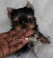 Aspen, a male Yorkshire Terrier for sale in Pflugerville, TX – 6 of 8