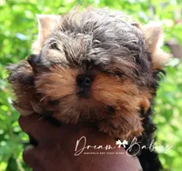 Loki, a female Yorkshire Terrier for sale in Pflugerville, TX – 2 of 7
