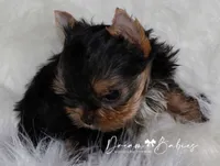 Aspen, a male Yorkshire Terrier for sale in Pflugerville, TX – 4 of 8