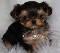 Kayson, a female Yorkshire Terrier for sale in Pflugerville, TX – Photo 5 of 9