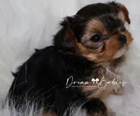 Kayson, a female Yorkshire Terrier for sale in Pflugerville, TX – Photo 6 of 9