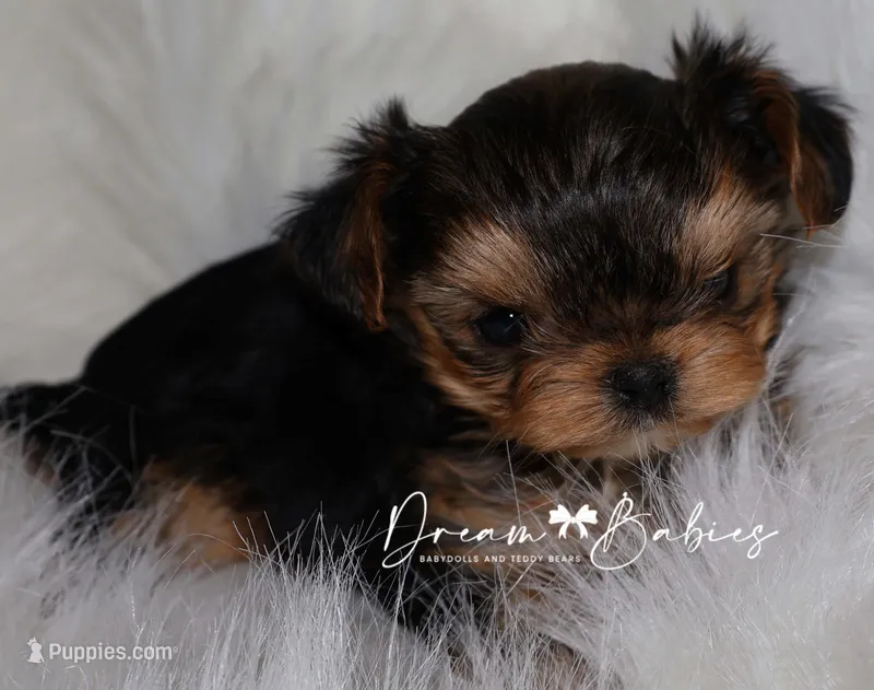 Kayson, a female Yorkshire Terrier for sale in Pflugerville, TX – Photo 1 of 9