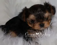 Kayson, a female Yorkshire Terrier for sale in Pflugerville, TX – Photo 1 of 9
