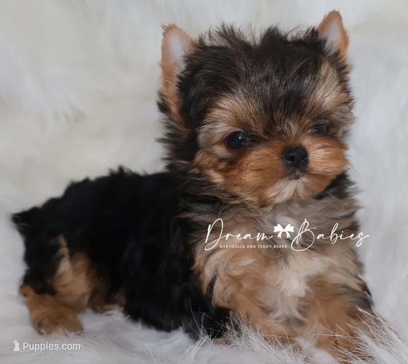 Kayson – Yorkshire Terrier puppy for sale in Pflugerville, TX