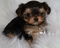 Kayson, a female Yorkshire Terrier for sale in Pflugerville, TX – Photo 7 of 9