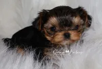 Kayson, a female Yorkshire Terrier for sale in Pflugerville, TX – Photo 3 of 9
