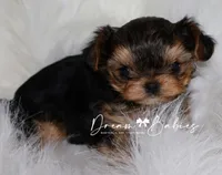 Kayson, a female Yorkshire Terrier for sale in Pflugerville, TX – Photo 4 of 9