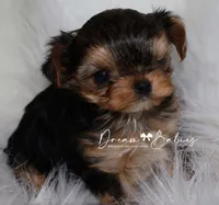 Kayson, a female Yorkshire Terrier for sale in Pflugerville, TX – Photo 8 of 9