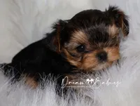 Kayson, a female Yorkshire Terrier for sale in Pflugerville, TX – Photo 2 of 9