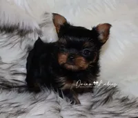 Clara, a female Yorkshire Terrier for sale in Pflugerville, TX – 2 of 8
