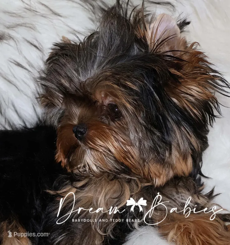 Maeve – Yorkshire Terrier puppy for sale in Pflugerville, TX