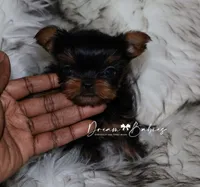 Clara, a female Yorkshire Terrier for sale in Pflugerville, TX – 6 of 8