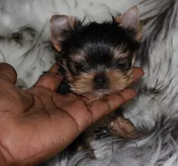 Aspen, a male Yorkshire Terrier for sale in Pflugerville, TX – 2 of 8