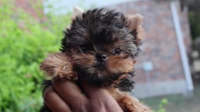 Claire, a female Yorkshire Terrier for sale in Pflugerville, TX – 6 of 6