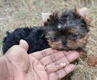 Claire, a female Yorkshire Terrier for sale in Pflugerville, TX – 2 of 6