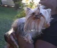 Sesame, a male Yorkshire Terrier for sale in Pflugerville, TX – Photo 1 of 10