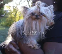 Sesame, a male Yorkshire Terrier for sale in Pflugerville, TX – Photo 9 of 10