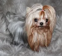 Sesame, a male Yorkshire Terrier for sale in Pflugerville, TX – Photo 4 of 10