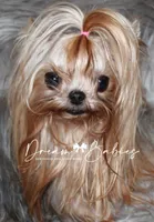 Sesame, a male Yorkshire Terrier for sale in Pflugerville, TX – Photo 7 of 10