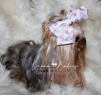 Sesame, a male Yorkshire Terrier for sale in Pflugerville, TX – Photo 8 of 10