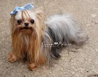 Sesame, a male Yorkshire Terrier for sale in Pflugerville, TX – Photo 5 of 10