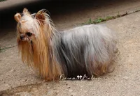 Sesame, a male Yorkshire Terrier for sale in Pflugerville, TX – Photo 6 of 10