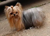 Sesame, a male Yorkshire Terrier for sale in Pflugerville, TX – Photo 2 of 10