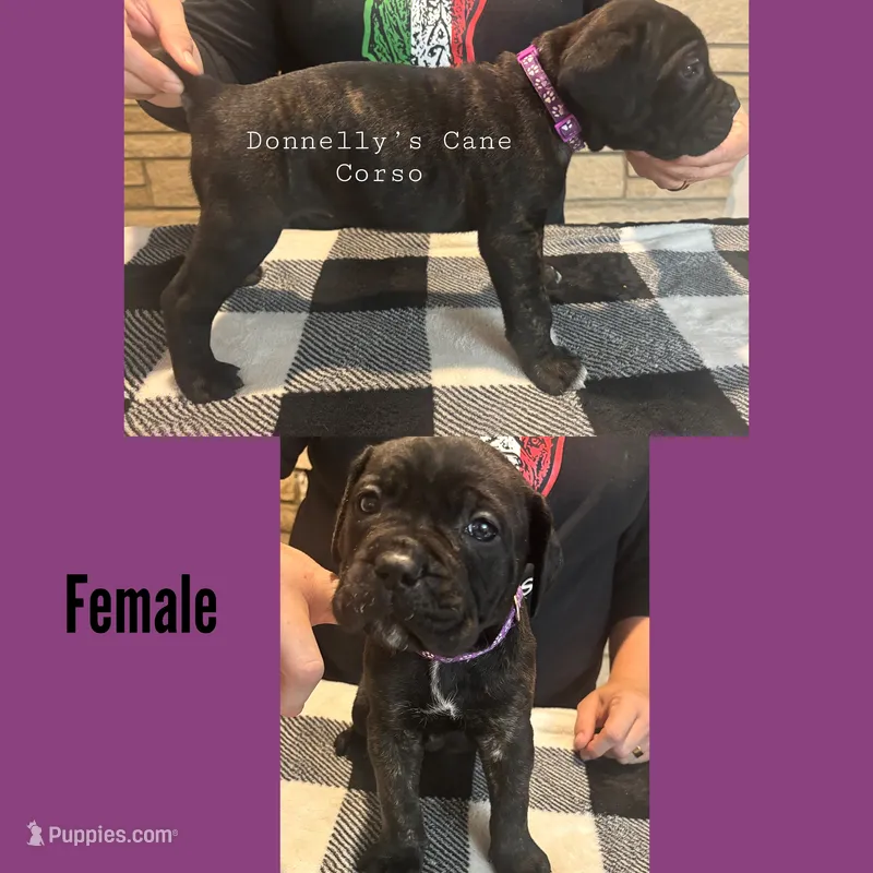 Purple - Female  – Cane Corso puppy for sale in Columbia, MO